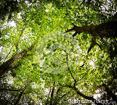 Beautiful mysterious forest, bottom view on beech trees and treetop crowns in springtime Stock Photo