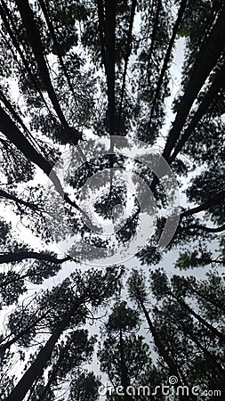 Beautiful and mysterious pine forest Stock Photo