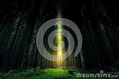 Beautiful mystical forest and sunbeam - Fantasy Wood Stock Photo