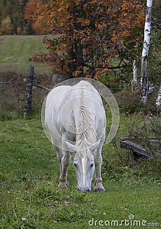 The beautiful mythical unicorn grazing in a grassy field on a farm in the Canadian wilderness Stock Photo