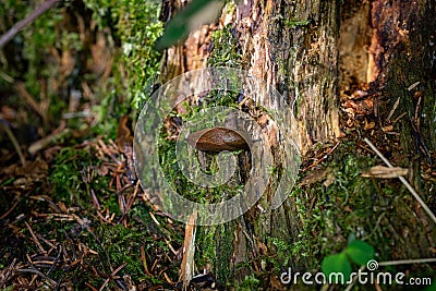 Beautiful naked snail sitting on a tree in a german forest, Germany Stock Photo