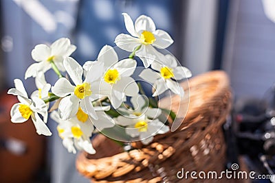 Beautiful Narcissus Geranium with pure white petals with an orange cup in wickery basket Stock Photo