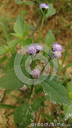 Beautiful natur pople rose ilove it Stock Photo