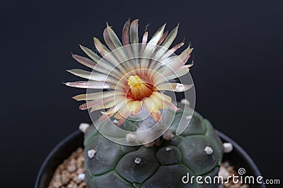 Beautiful natural Astrophytum Kikko cactus in full bloom shot in a macro Stock Photo