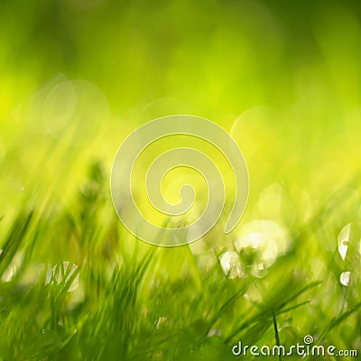 Beautiful natural background of green grass and sun. Springtime. Seasonal concept for spring and morning in nature. Stock Photo