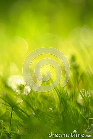 Beautiful natural background of green grass and sun. Springtime. Seasonal concept for spring and morning in nature. Stock Photo