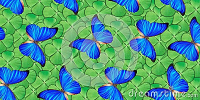 Beautiful natural background with a lot of vibrant blue butterflys flying over four leaf clover. Photo collage art work Stock Photo
