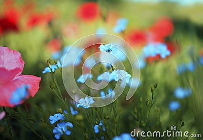 Beautiful bright natural background with small buds of blue flax and red and pink flowers grow in a bright Sunny summer meadow Stock Photo