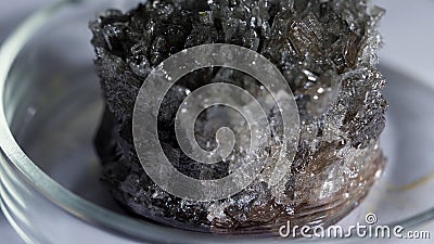 Beautiful natural black crystals shining and standing in the petri dish on grey background. Stock footage. Grey Stock Photo