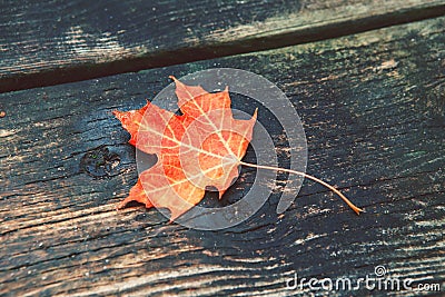 natural closeup background with red autumn fall maple leaf on wooden planks. Stock Photo
