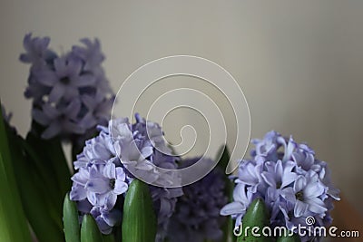 beautiful natural flowers aromatic spring romanticism gift Stock Photo