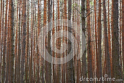 Beautiful natural forest background. Coniferous trees on a beautiful sunny day. Relaxation in nature. Stock Photo