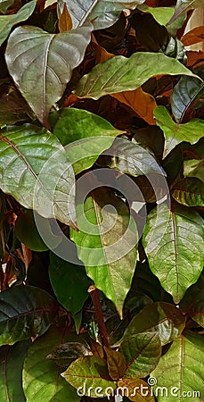 Beautiful natural green brown red and orange leaves of Nectandra acutifolia. Stock Photo