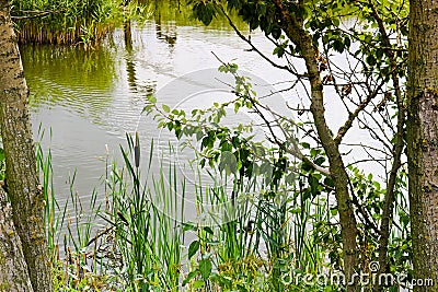 Beautiful natural green bulrushes against the background of a pond with water of a river lake and trees with grass on the shore Stock Photo