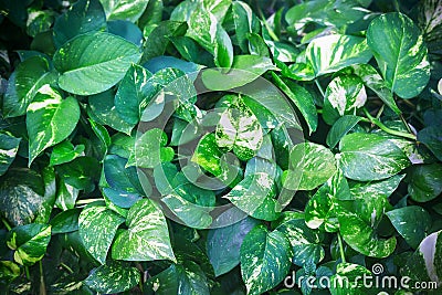 Beautiful natural green epipremnum aureum scindapsus liana. Perfect background with young green tropical leaves. Stock Photo