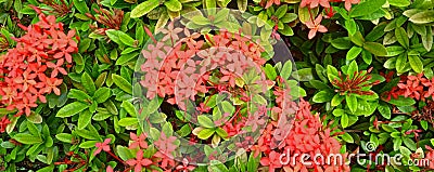 Beautiful natural green leaves and red flower of santan flower. Ixora coccinea plant. Stock Photo