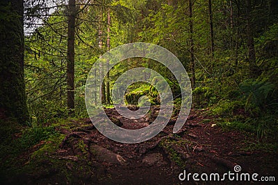 Beautiful natural landscape in Bavarian forest with greenery and River Wolfensteiner Ohe in Germany Stock Photo