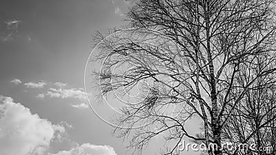 Leafless Tree With Sky View Stock Photo