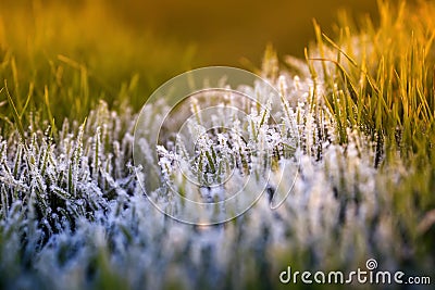 Beautiful natural meadow with bright green lush grass covered with transparent shiny crystals of cold ice and frost shimmering in Stock Photo