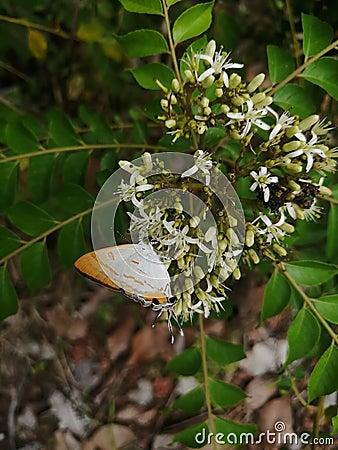 Beautiful natural mix colour baterfly Stock Photo