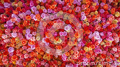 Beautiful natural red roses flower background for special occasions banner Stock Photo