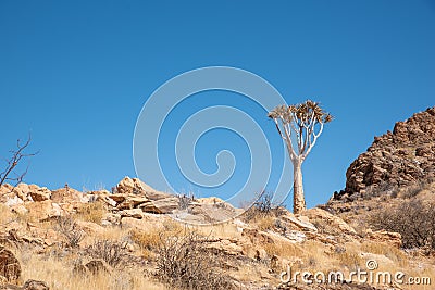 The beautiful natural scenery of Namibia, the magical Quiver Tree Forest in Southern Africa. Namibia. Stock Photo