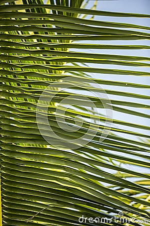 Beautiful natural vertical filled frame background wallpaper day shot of a green palm tree branch with long thin green leaves Stock Photo
