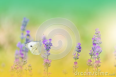 Beautiful Nature Background.Abstract Wallpaper.Celebration.Artistic Spring Flowers.Art Design.Green Color.Summer,love.Butterfly Cartoon Illustration