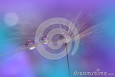 Beautiful Nature Background.Abstract Wallpaper.Celebration,love.Holidays.Summer Flowers.Art Design.Violet Color.Water Drop. Cartoon Illustration