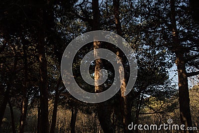 Beautiful nature background. Beautiful forest landscape, bright sunlight makes its way through the trunks of pines, amazing sunset Stock Photo