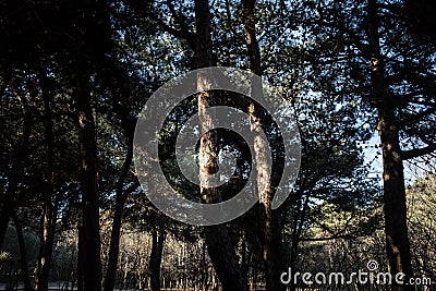 Beautiful nature background. Beautiful forest landscape, bright sunlight makes its way through the trunks of pines, amazing sunset Stock Photo