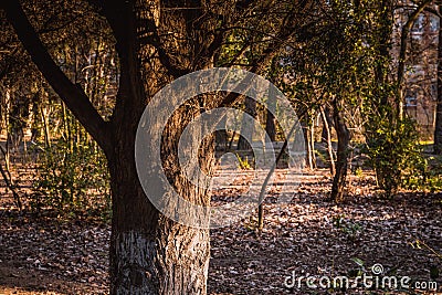 Beautiful nature background. Beautiful forest landscape, bright sunlight makes its way through the trunks of pines, amazing sunset Stock Photo