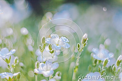 Beautiful nature background with fresh grass and gentle white flowers. Soft focus artistic lens close-up macro Stock Photo