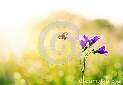 Beautiful nature background with ladybug flies over a summer meadow with flowers delicate purple bells to the Sunny bright light Stock Photo