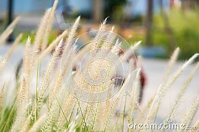 Beautiful nature background with meadow grass field and sunlight.selective focus Stock Photo