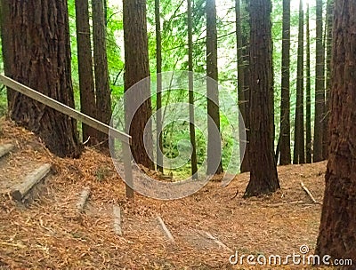 Beautiful nature background with staircase located between trees of a sequoia forest with green leaves. Stock Photo