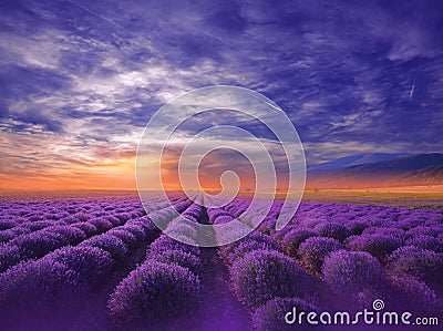 Beautiful Nature Background.Violet Wallpaper.Lavender Flowers.Summer Sunset Landscape.Blue Sky,clouds.Aroma,field.Summertime,photo Cartoon Illustration