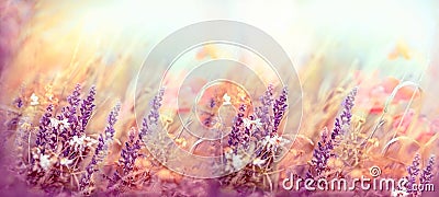 Beautiful nature, flowering purple flowers, meadow flowers in bloom, meadow landscape lit by sunlight Stock Photo