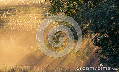 Beautiful nature mist at sunrise Stock Photo