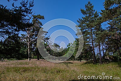 Beautiful nature in the national park `Vorpommersche Boddenlandschaft` Stock Photo