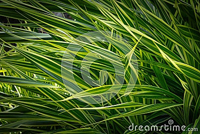 Beautiful nature of Phormium tenax `Variegatum` New Zealand flax green leaf texture background in garden. Stock Photo