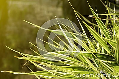 Beautiful nature of Phormium tenax `Variegatum` New Zealand flax green leaf texture background in garden. Stock Photo