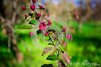 Beautiful nature scene with blooming tree Stock Photo