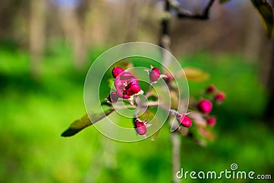 Beautiful nature scene with blooming tree Stock Photo