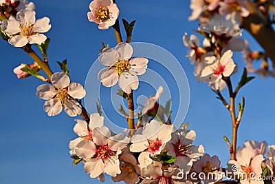 Beautiful nature scene with blooming tree and sun. Easter Sunny day. Spring flowers. Orchard Abstract blurred background in Stock Photo