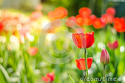 Beautiful nature scene with blooming tulip in sun flare /Beautiful meadow. Field flowers tulip Stock Photo