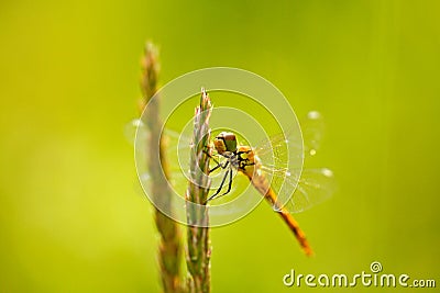 Beautiful nature scene with Common Darter, Sympetrum striolatum. Macro picture of dragonfly on the leave in the nature habitat. Stock Photo