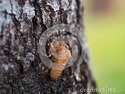 Beautiful nature scene macro cicada molting. Showing of eyes and wing detail.Cicada in the wildlife nature habitat using as Stock Photo