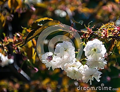 Beautiful nature scene with sakura white blossom on blurred dark background Stock Photo