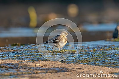 Beautiful nature scene with White wagtail Motacilla alba Stock Photo